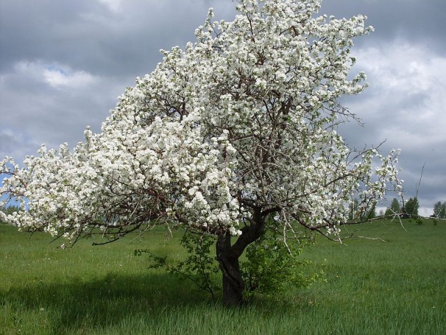 19 апреля — Евтихий Тихий да Ерема Пролетный
