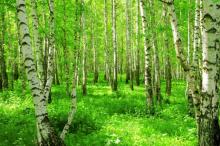 11 апреля — Берещенье
