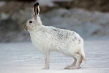 25 апреля — Василий Парильщик