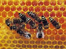 10 октября — Савватий Пчельник