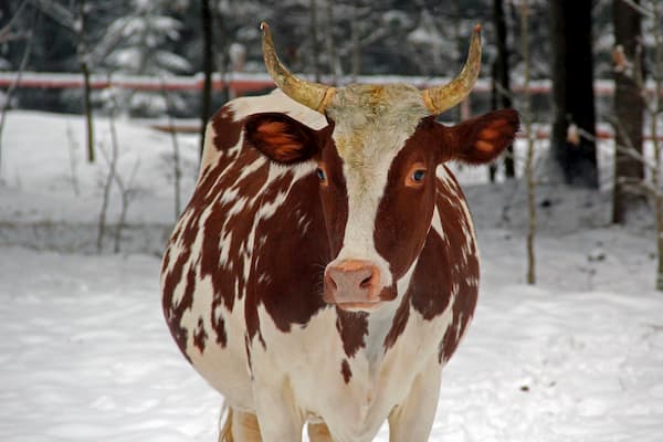 24 февраля — Власьев день, Коровий праздник