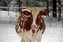 24 февраля — Власьев день, Коровий праздник. Именины и приметы
