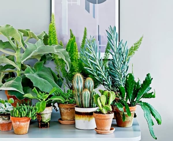 Гороскоп комнатных растений