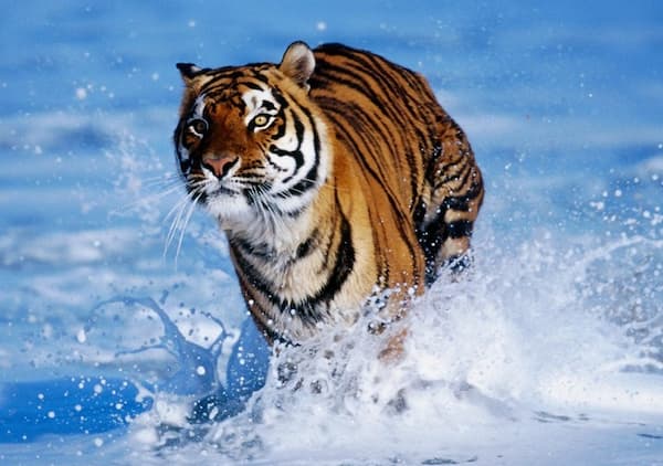 Водяной Тигр